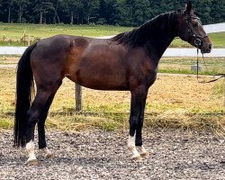 dressage horse Fräulein Fio (Westphalian, 2020, from Franziskus FRH)