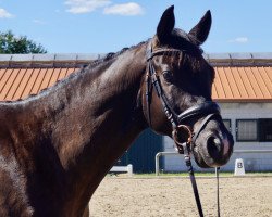 Dressurpferd Karibiktanz (Trakehner, 2016, von Sir Sansibar)