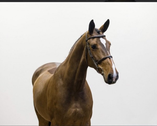 jumper Marije (KWPN (Royal Dutch Sporthorse), 2017, from Irvington VDL)
