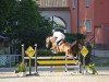 jumper Feinekleine (German Sport Horse, 2017, from Floris TN)