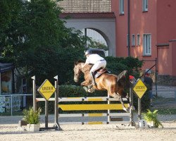 Springpferd Feinekleine (Deutsches Sportpferd, 2017, von Floris TN)