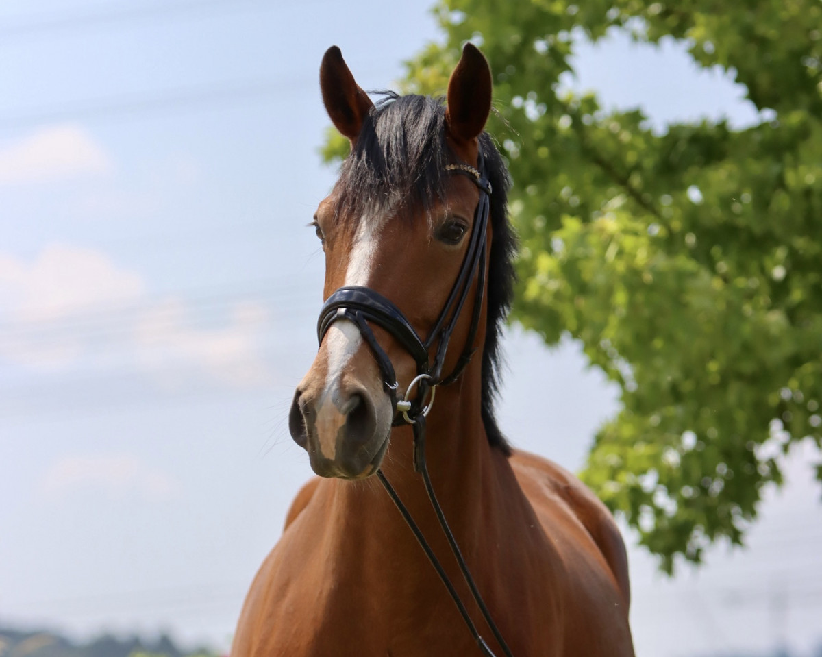Dressurpferd Emma Peel M (Westfale, 2015, von Escolar)