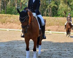 dressage horse Ole de Luxe (Trakehner, 2016, from Davidas)