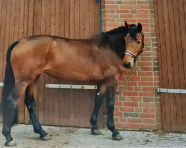 Zuchtstute Menuette 3 (Hannoveraner, 1988, von Matcho AA)