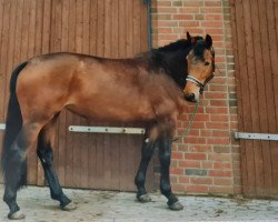 broodmare Menuette 3 (Hanoverian, 1988, from Matcho AA)