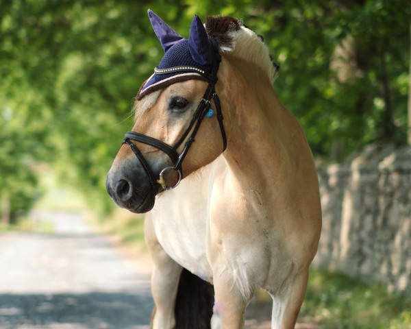 horse Klaas (Fjord Horse, 2016, from Kalusha)