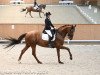 dressage horse Dakota 403 (Westphalian, 2012, from Damon Hill)