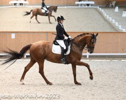 dressage horse Dakota 403 (Westphalian, 2012, from Damon Hill)