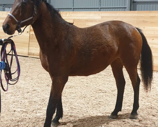 Springpferd Cassiopeia L (Schwedisches Warmblut, 2018, von Casall Ask)