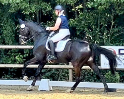 dressage horse Sir Sneijder (Oldenburg, 2011, from So What a Feeling)