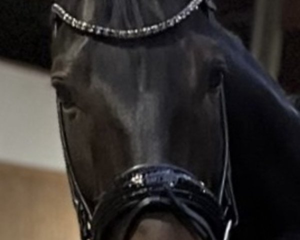 dressage horse Shooting Star S. (German Sport Horse, 2012, from Surprice)