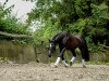 broodmare Kismet Easter Lady (Quarter Horse, 2004)