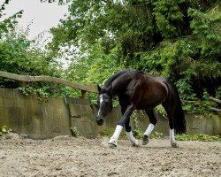 Dressurpferd Kismet Easter Lady (Quarter Horse, 2004)