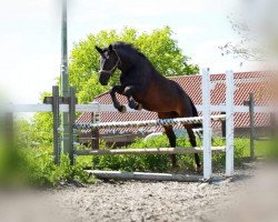 broodmare Izzy Bizzy (Westphalian, 2004, from It's Me du Mesnil)