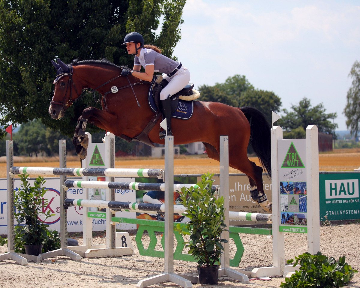 jumper Gandalf 134 (Hanoverian, 2015, from Gem of India)