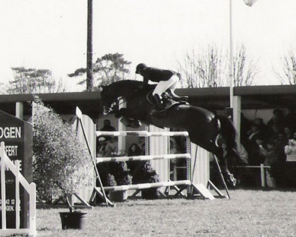 stallion Gwalarn Ar Park (Selle Français, 1994, from Papillon Rouge)