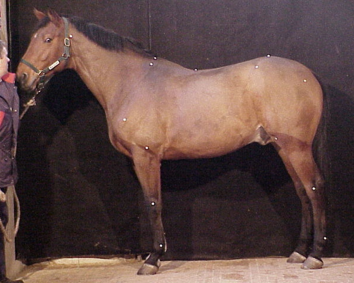 stallion Far West de Baugy (Selle Français, 1993, from Laudanum xx)