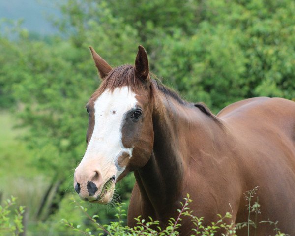 broodmare Fancy Little Step (Quarter Horse, 2009)