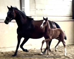 dressage horse Valparaiso v.d. Willenburg (Westphalian, 2023, from Vivaldon)