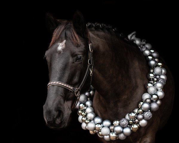 broodmare Kanarele (Lithuanians Warmblood, 2007)