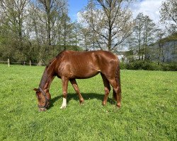 dressage horse Scarlett (Westphalian, 2020, from Symphonic)