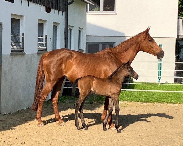 Zuchtstute Heart and Soul W (Trakehner, 2013, von Touch my Heart)