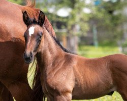 Pferd Holla die Waldfee W (Trakehner, 2023, von Fusain du Defey AA)