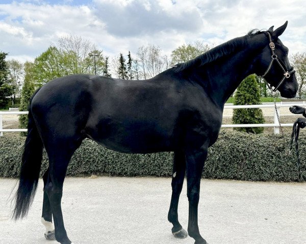 dressage horse Diva Royal N (Hanoverian, 2015)