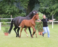 dressage horse Saxophonist (Westfale, 2016, from Symphonic)