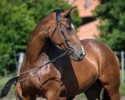 Pferd Gb Rilana CH (Schweizer Warmblut, 2011, von Riccione)