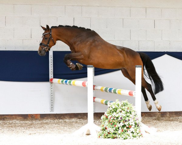 jumper Los Angeles at Night (German Riding Pony, 2019, from Del Piero 25)