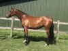 broodmare K-Tippitoppi (Holsteiner, 2017, from Casall)