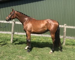 broodmare K-Tippitoppi (Holsteiner, 2017, from Casall Ask)