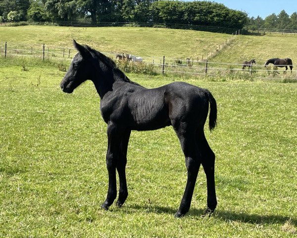 Springpferd Hengst von Cicero Z / Contender (Holsteiner, 2022, von Cicero Z van Paemel)