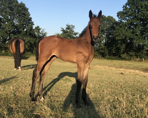 Springpferd Ivici ZGR (Holsteiner, 2018, von I'm Special de Muze)