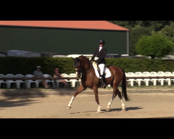 dressage horse Don Salvatore (Westphalian, 2013, from Daley Thompson)