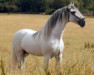 stallion Jaleoso II (Pura Raza Espanola (PRE), 1985, from Devoto II)