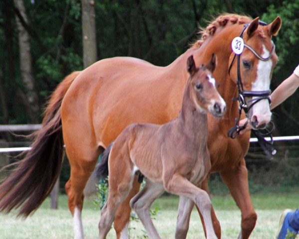 broodmare Romi (Hanoverian, 2007, from Royal Blend)