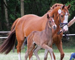 broodmare Romi (Hanoverian, 2007, from Royal Blend)