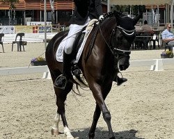 dressage horse Kaprice 89 (Deutsches Reitpony, 2011, from Nemax)