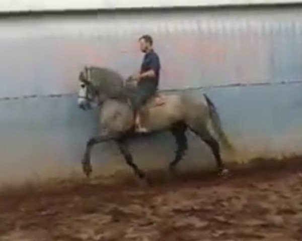 stallion Suyal Absolut (Pura Raza Espanola (PRE), 2013, from Jaquimero)