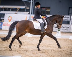 dressage horse Dancino (Westphalian, 2013, from Dancing Dynamite)