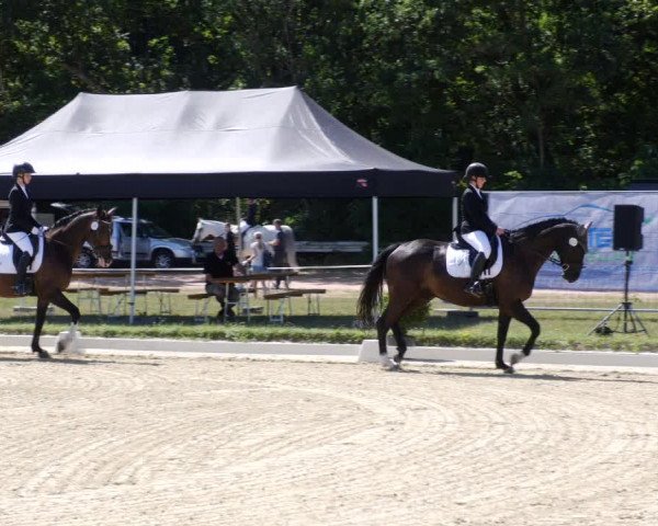 Reitturnier Heiligenwald 2023