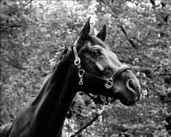 dressage horse Fernando 661 (Bavarian, 2005, from Florestano)