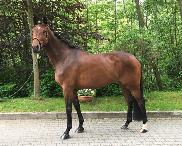 dressage horse Die Flocke LG (Westphalian, 2016, from Dante Weltino Old)