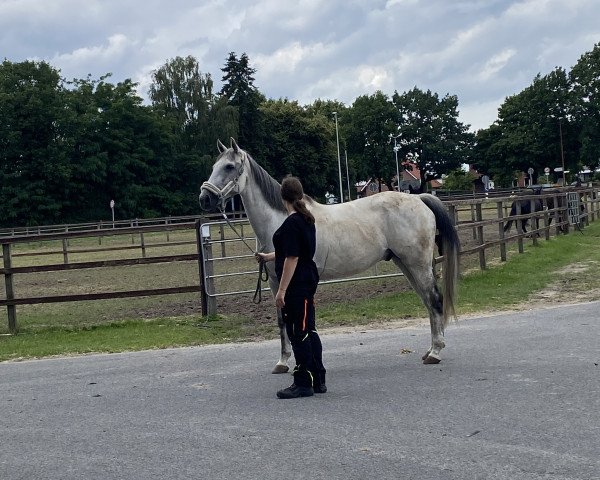 jumper Winchester 165 (Irish Sport Horse, 2009, from Weet-a-Minute xx)