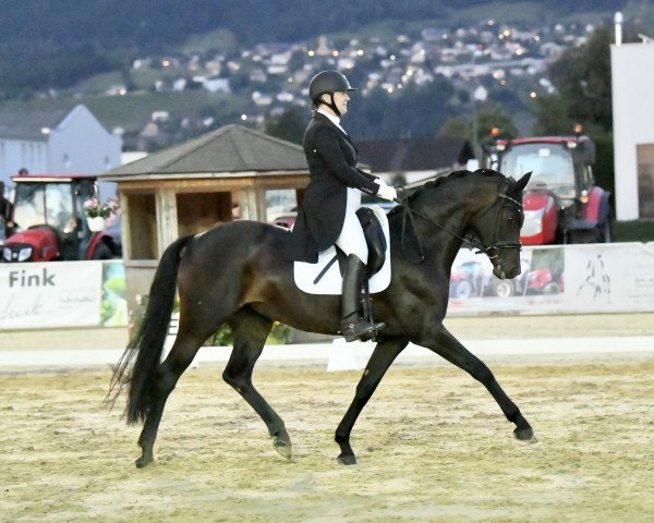 dressage horse Felina M (German Sport Horse, 2014, from Fürstenball)