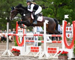 jumper Ciraya De Bo (Zangersheide riding horse, 2015, from Cicero Z van Paemel)