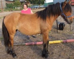 Zuchtstute Betty (Tinker / Irish Cob / Gypsy Vanner, 2011, von Calupy v. Kannenburg)