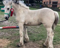 Pferd Helda (Tinker / Irish Cob / Gypsy Vanner, 2021, von Unique Gypsy Horses Cream Justin)